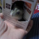 箱入りちゅう。