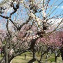 緑ヶ丘公園の梅林