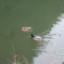 鳥居の合間に