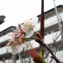 水曜〓連戦三日目〓