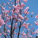 日曜〓写真と転倒〓