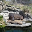 天王寺動物園