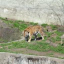 天王寺動物園