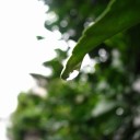 木曜〓雨と市電と〓