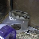 ぺったんこ