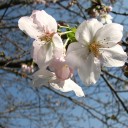 金曜〓桜とパンクと〓