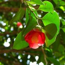 金曜〓桜とパンクと〓