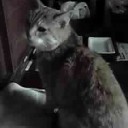 にゃにゃーん