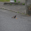 日曜〓ドーナツと三脚と〓