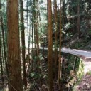 椿山林道