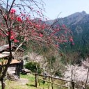里山の春