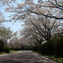 水曜〓桜と桜と〓