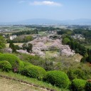 水曜〓桜と桜と〓