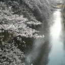 無題３５　＋病院近くの桜