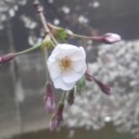 無題３５　＋病院近くの桜