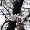 入学式