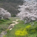 草津川でお花見！