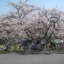 草津川でお花見！