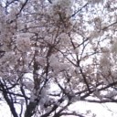 おはなみ