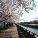 桜道というもの