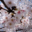 桜道というもの