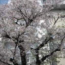 在校生だいひょー。