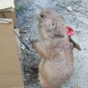 びーびーきゅー