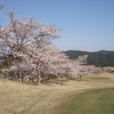 グリーンの桜　