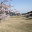 グリーンの桜　