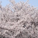 桜　およろこびめにゅう