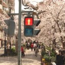 宝塚『花乃みち』の桜