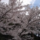 うたせゆ日記