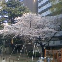満開の桜の下で