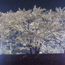 春まっさかりデスまっさかり【4月26日(日)】