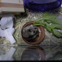 続　どアップ特集。