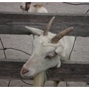 草をはむ動物たち
