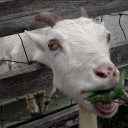 草をはむ動物たち