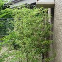 園芸作業