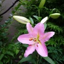 ユリの花が開花しました