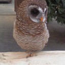 果糖と花鳥で浮上