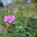 わたしは紫のバラの人・・・ではなく紫のバラと暮らしている人