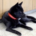 ブサイク犬というもの