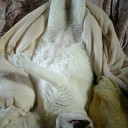 むちむちボディコンの過去。