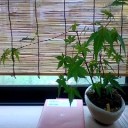 波平さんに降臨して欲しい。そして剪定の技を見せていただきたい。