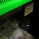 来ぃたぁぁぁ～