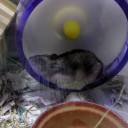 動物には動物の世界がある？