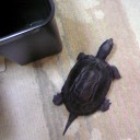 動物には動物の世界がある？