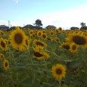 向日葵の花