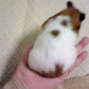 ちゅうサイズ