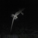 ナンシー